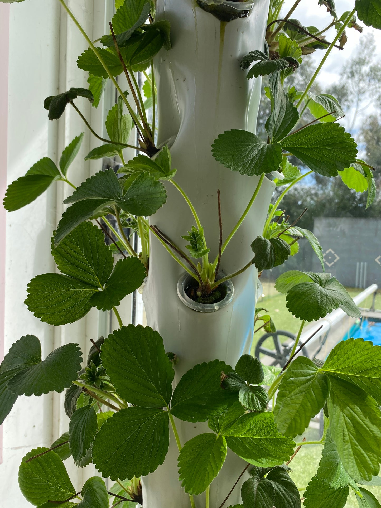 Greenfields tower (100mm) 25 plant